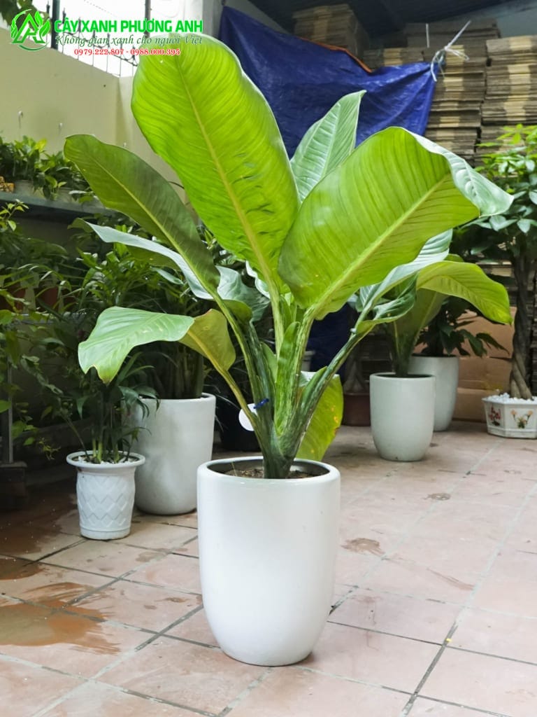 dai-phu-gia-tai-ha-nam-2