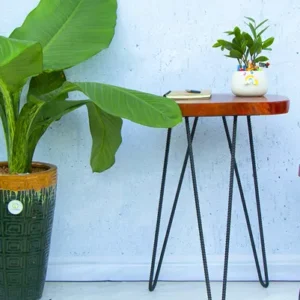 Cây Nội Thất - Văn Phòng