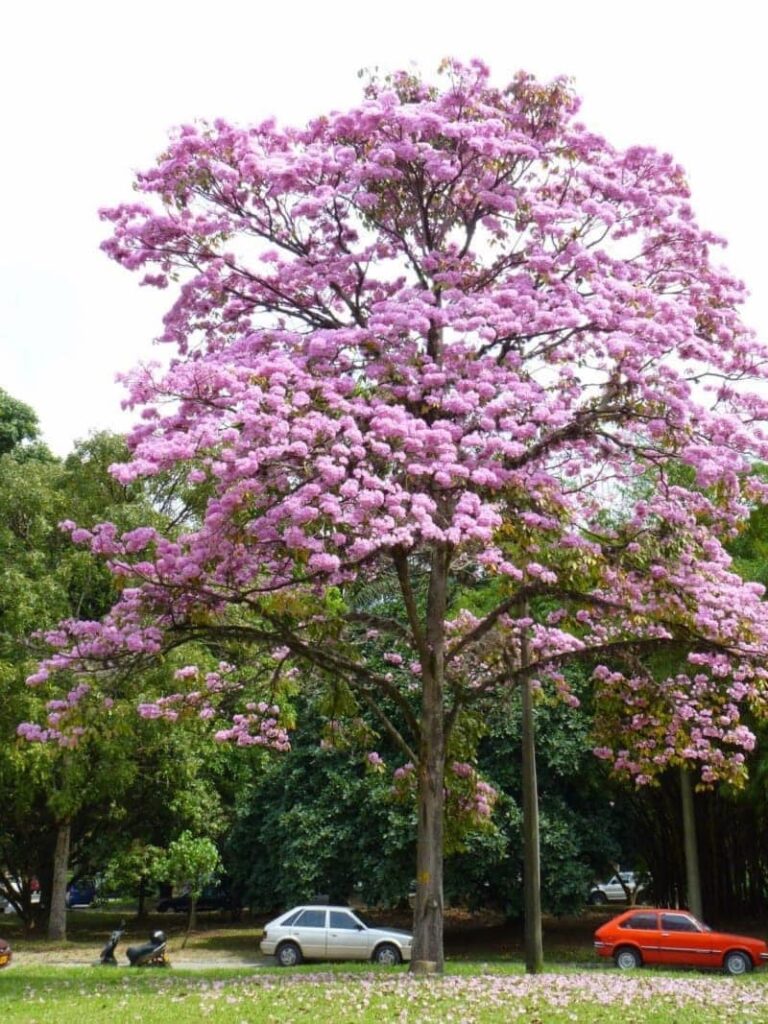 cây kèn hồng