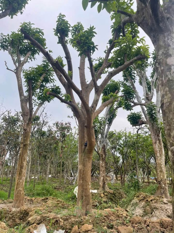 Cây Bưởi Công Trình.