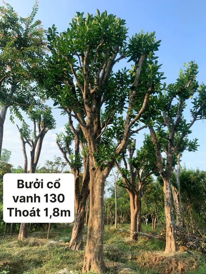 Cây Bưởi Công Trình.