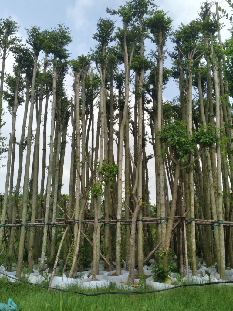 Cây Bàng Đài Loan