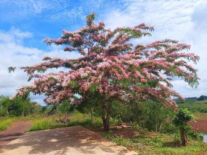 Cây muồng hoa đào