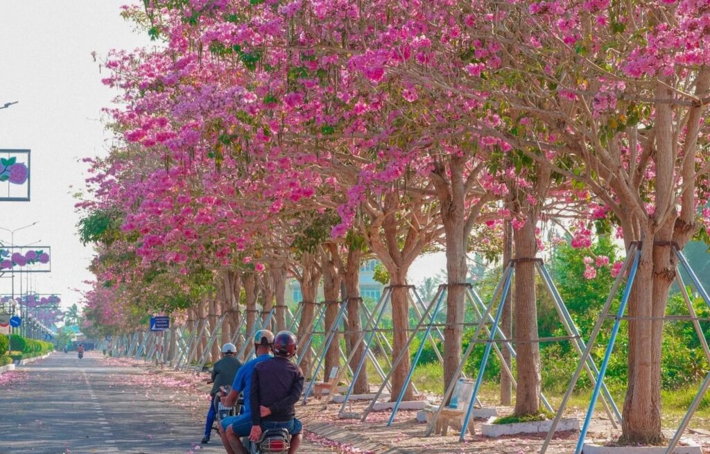cây kèn hồng