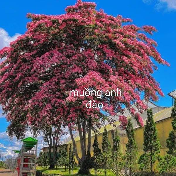 Cây muồng hoa đào