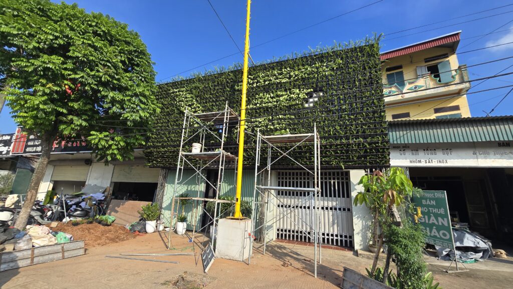 Thi công tường cây xanh tại Phủ Lý - Hà Nam