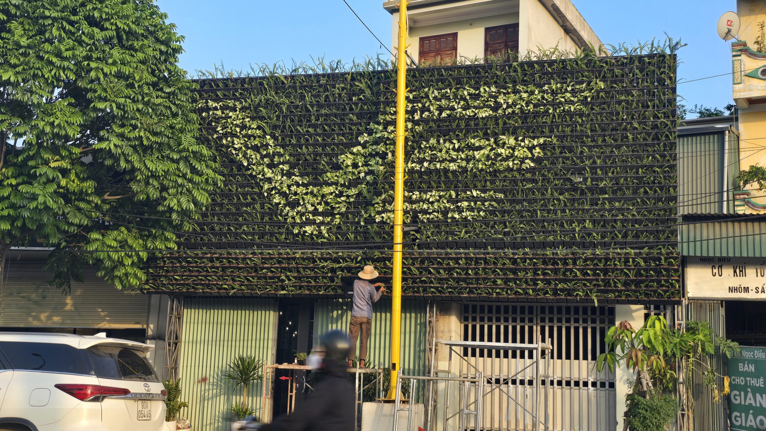 Thi công tường cây xanh tại Phủ Lý - Hà Nam