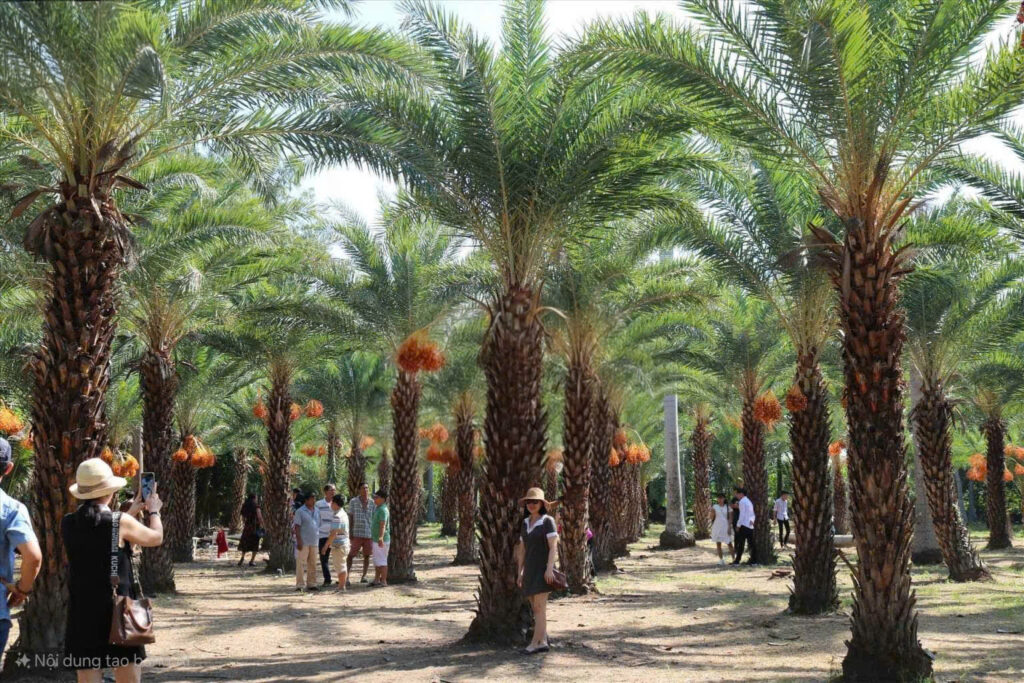 Cây Chà Là Nam Mỹ - Nhập Khẩu.