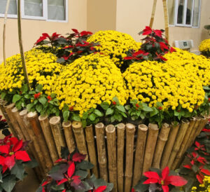 Thiết kế cảnh quan Tết 2025