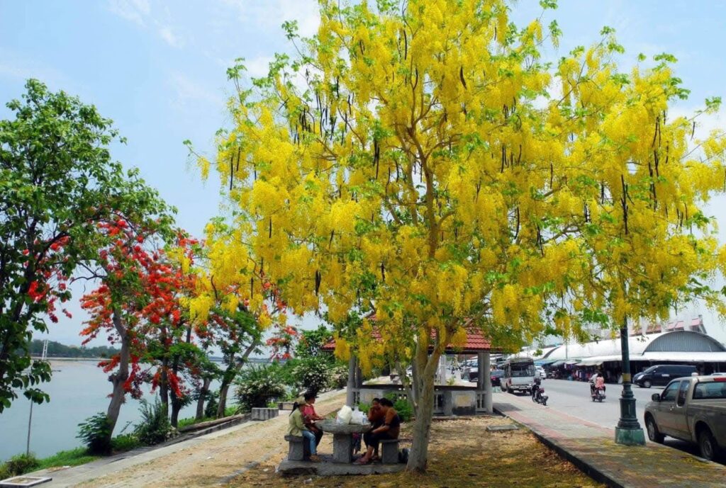 Osaka vàng - Muồng hoàng yến