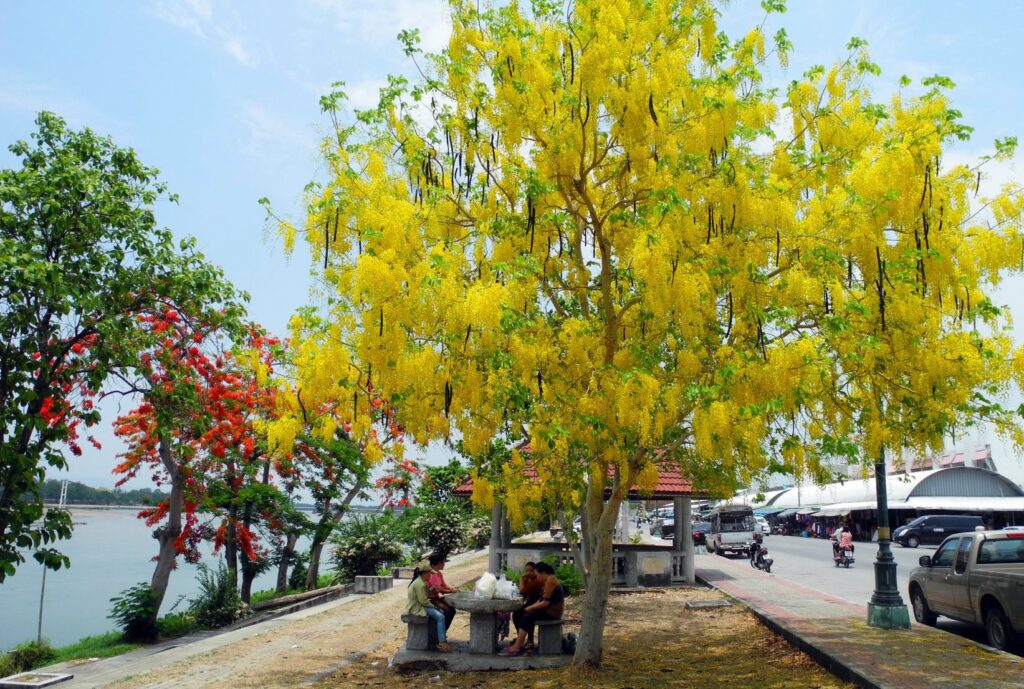 Osaka vàng - Muồng hoàng yến