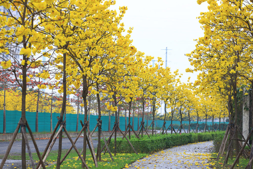 Cây chuông vàng.