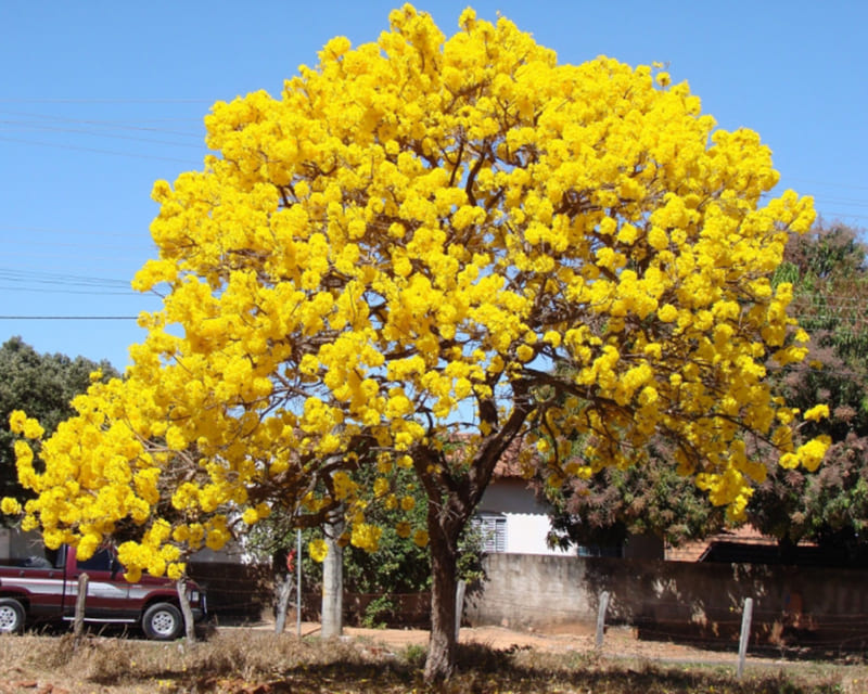 Cây chuông vàng.